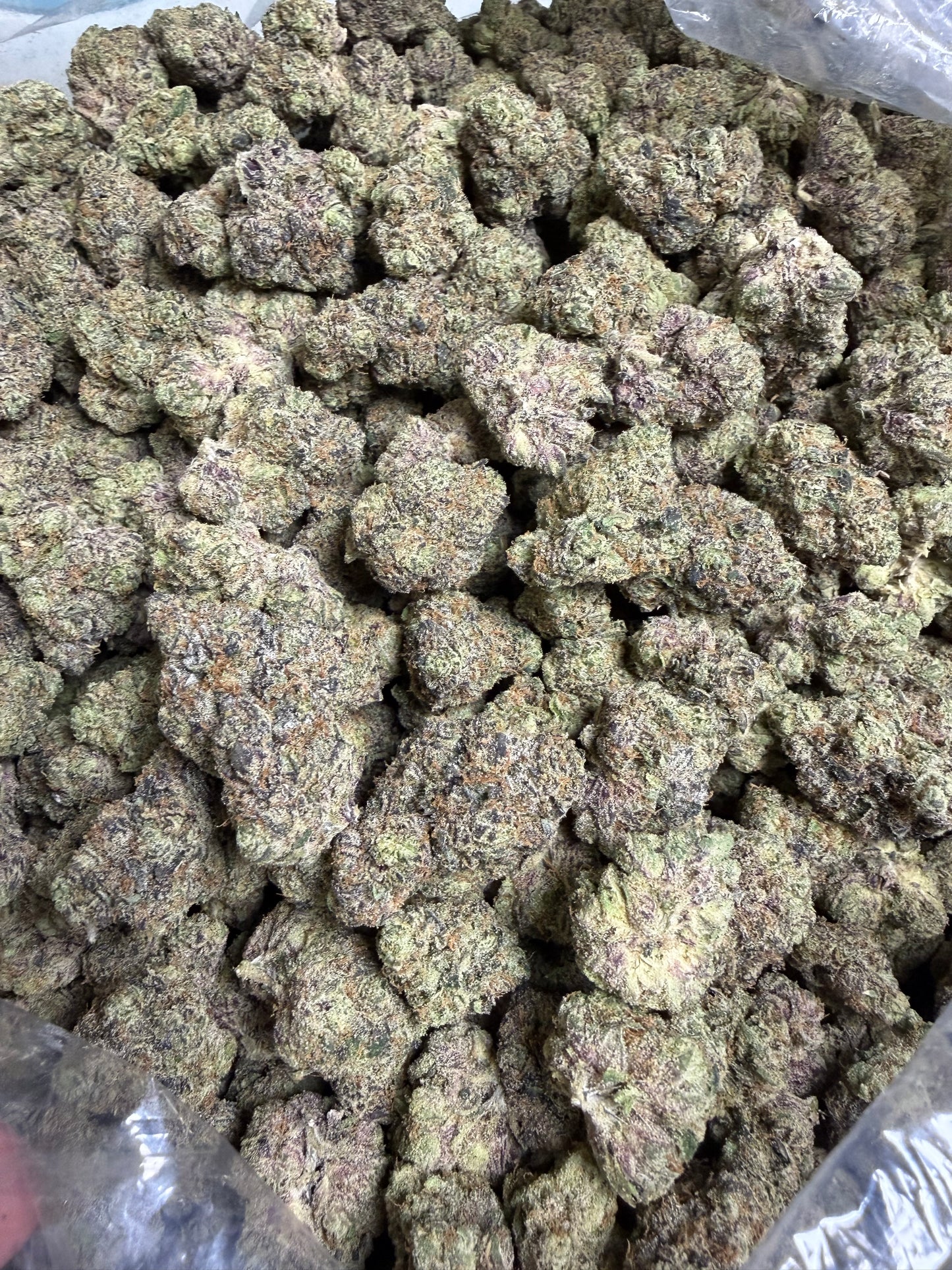 Candied Sherb Cannaisseur Exotics ships Monday