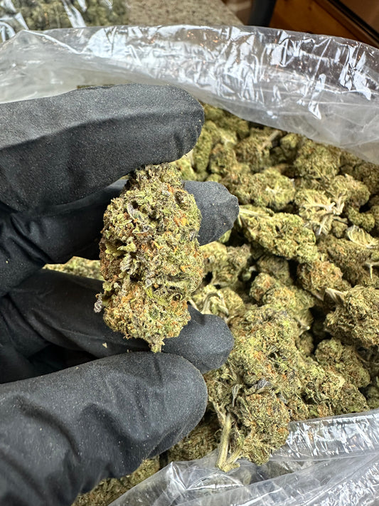 Critical Purple Kush (older harvest)