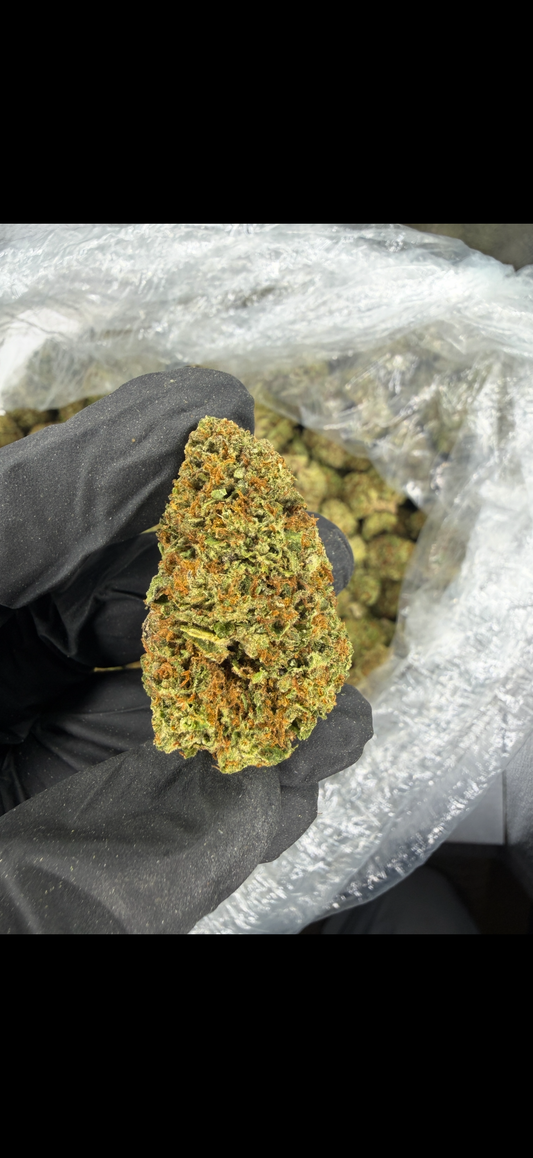 Gelato 41 Indoor Light Assist