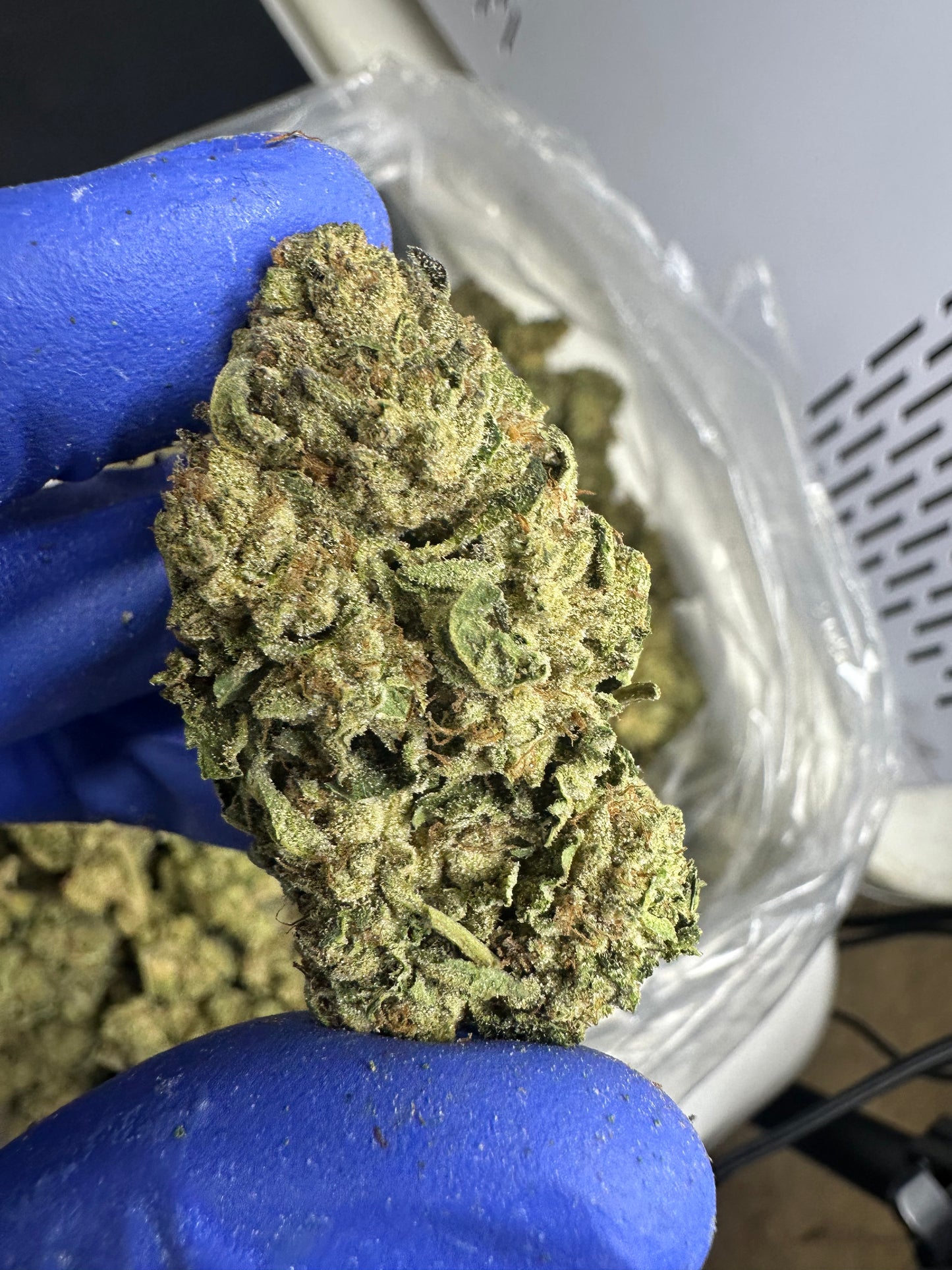 Key Lime Pie Green House