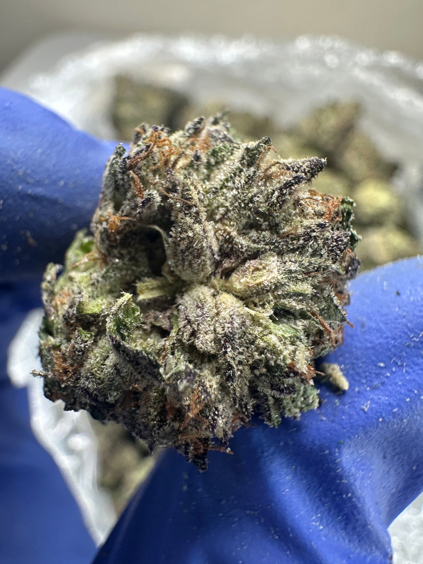 Strawberry Candied Gelato