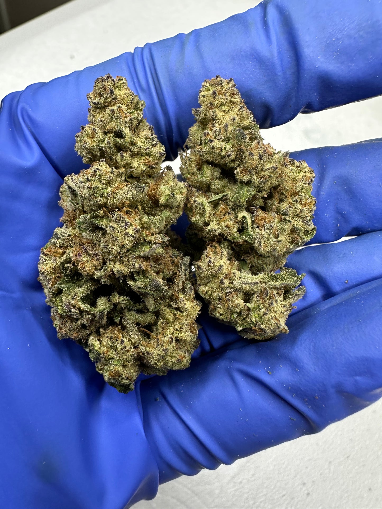 Lambo OG Indoor Light Assist