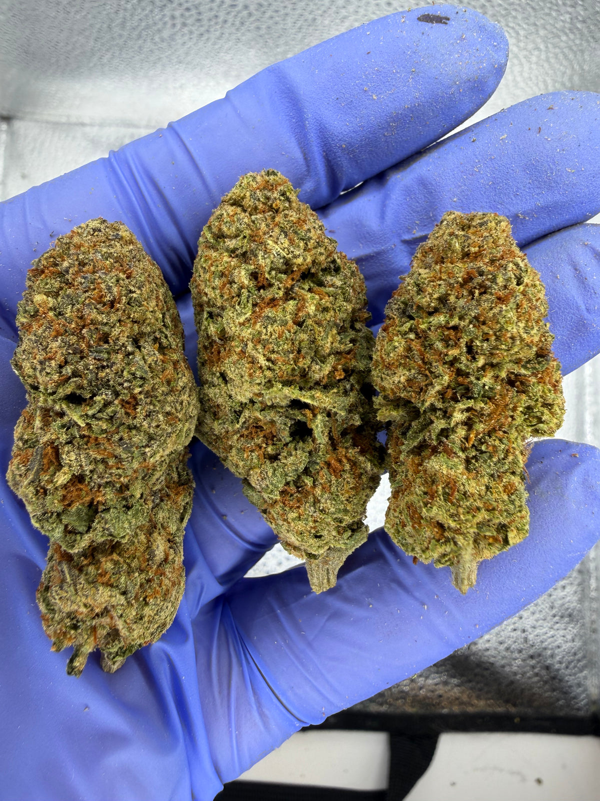 Lemon Tartz Indoor Exotic STRONG LEMON NOSE OLD SCHOOL