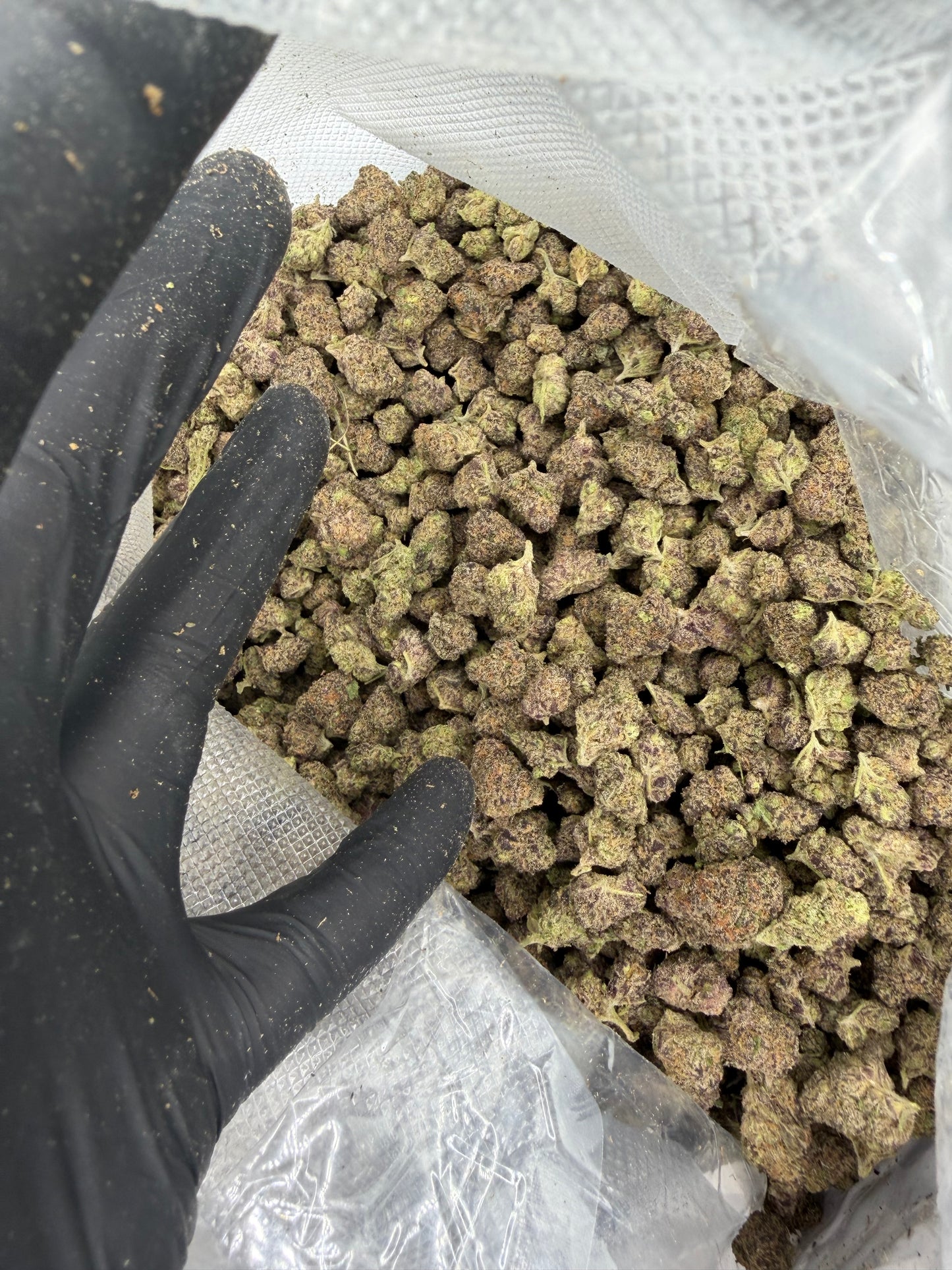 Candy Grape Gas Exotic Smalls