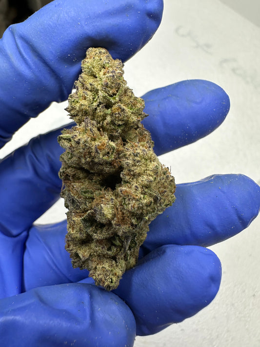 Lambo OG Indoor Light Assist