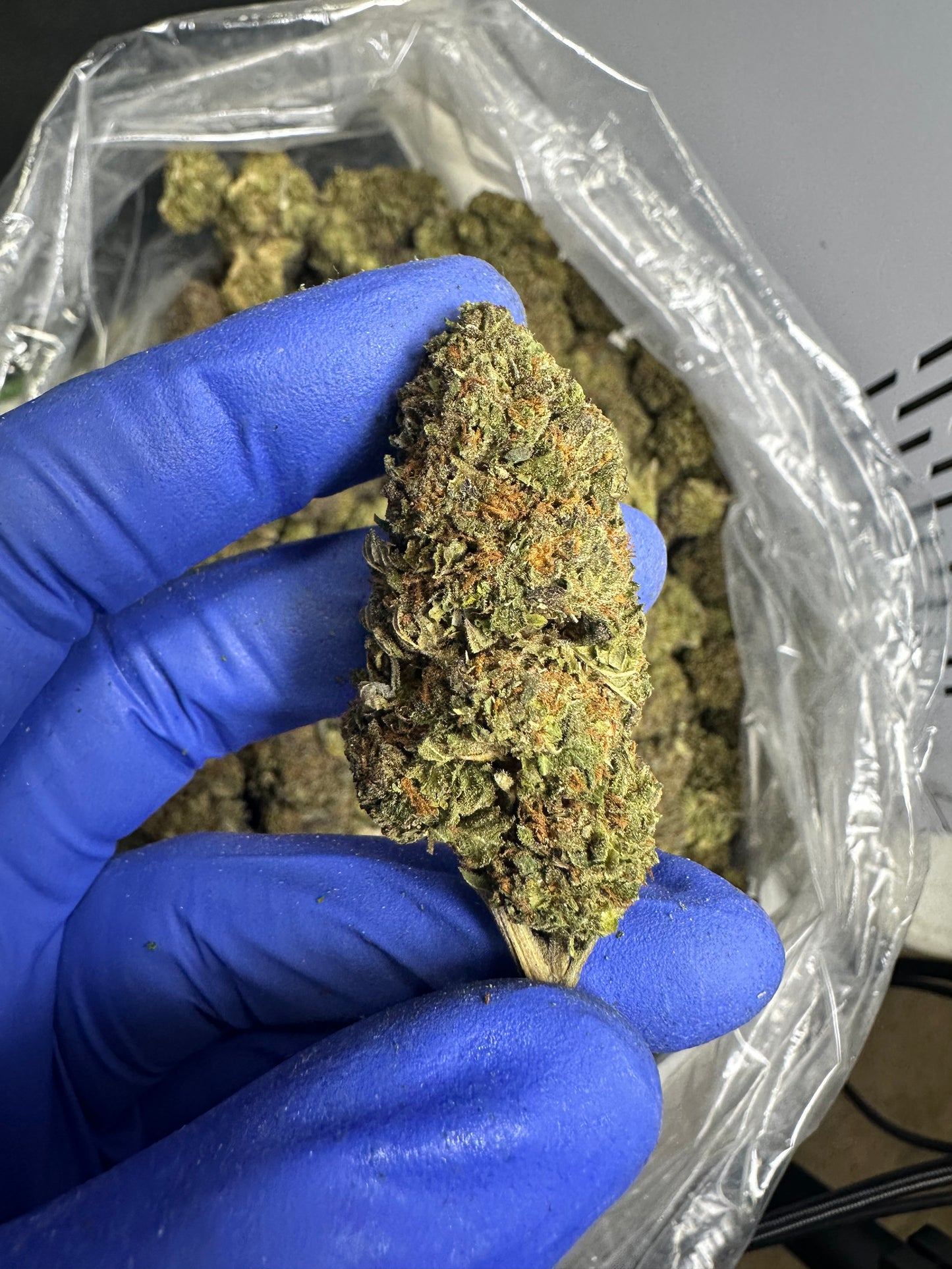 Grape Runtz Green House