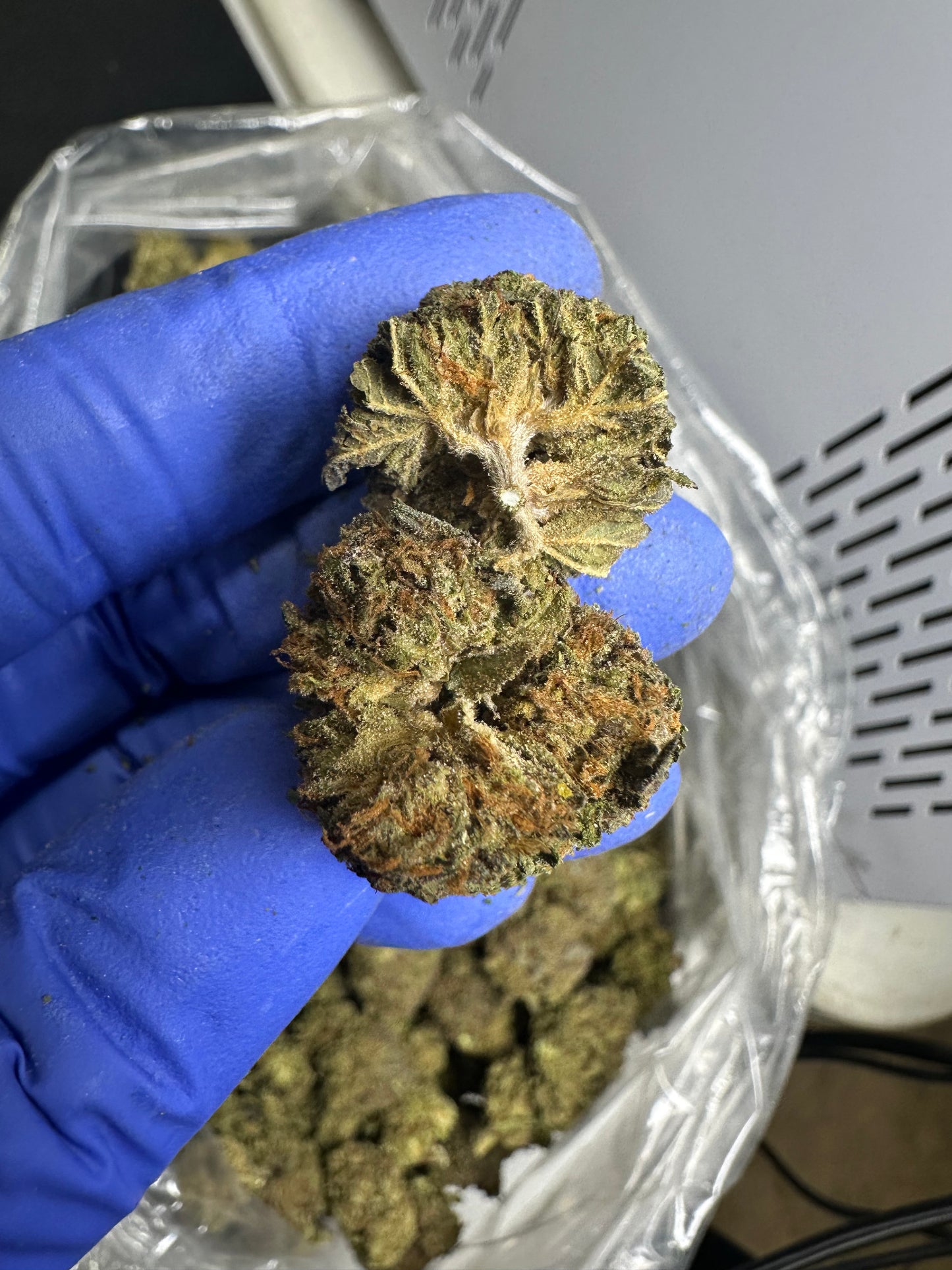 Grape Runtz Green House