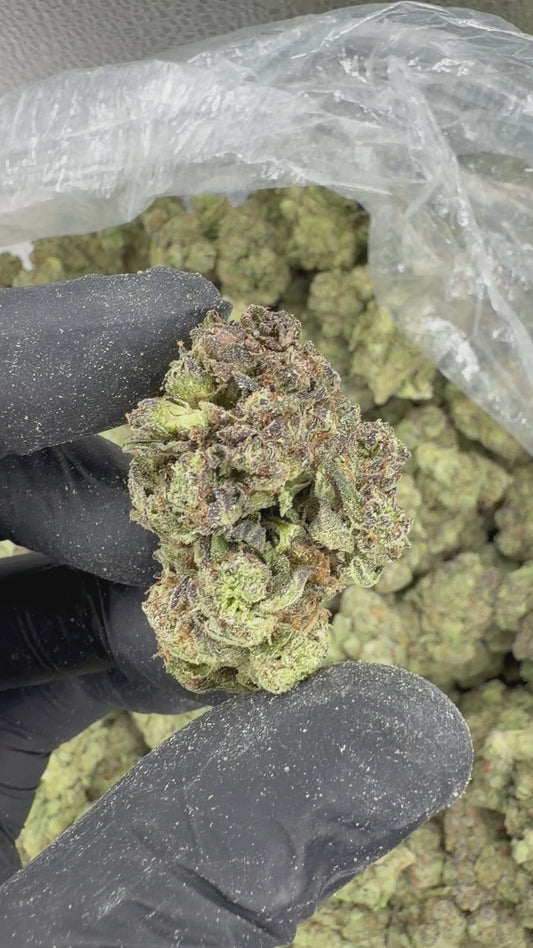 Gorilla Train Fresh Dep