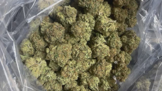 Old School OG (Indoor Light Assist) first harvest of summer